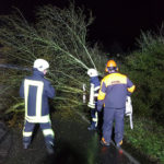 baum_kettensaege_trupp