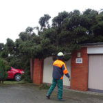 freddy_baum_auf_garage