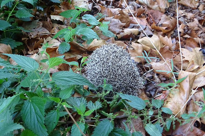 ez_2508_18_igel_02 ez_250818_igel_zurueck_in_natur