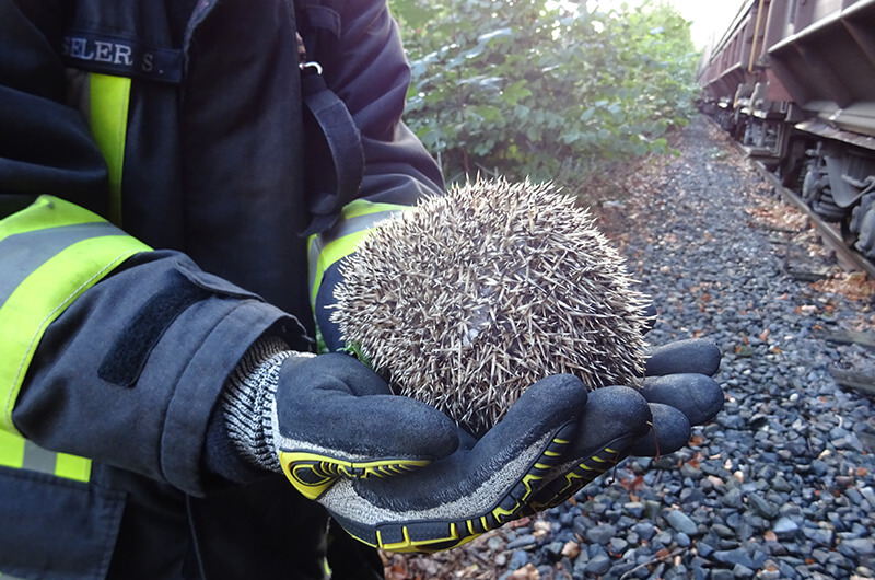 ez_2508_18_igel_03 ez_250818_igel_befreit_in_hand_liegend