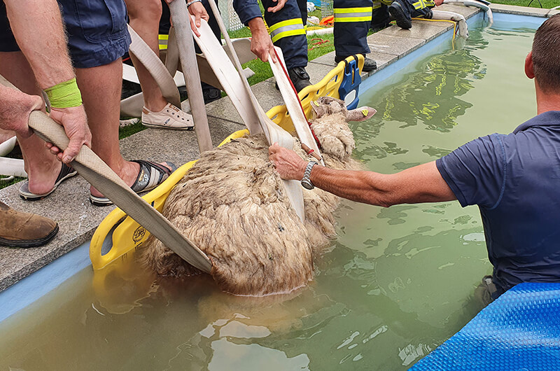 ez_0208_20_schaf_im_pool_0003_20200802_153329