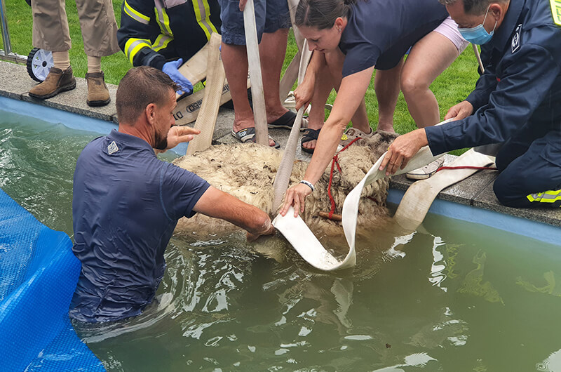 ez_0208_20_schaf_im_pool_0004_20200802_153134