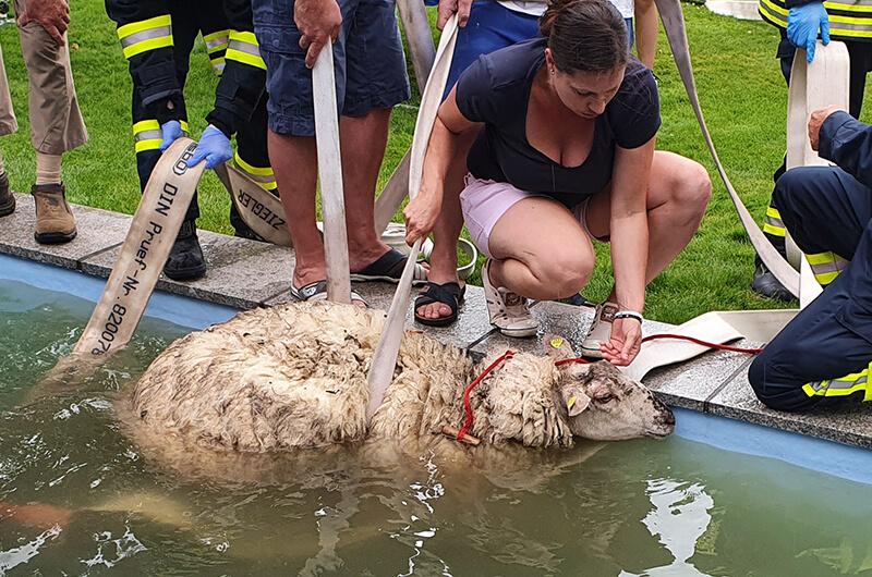 ez_0208_20_schaf_im_pool_0005_20200802_153126