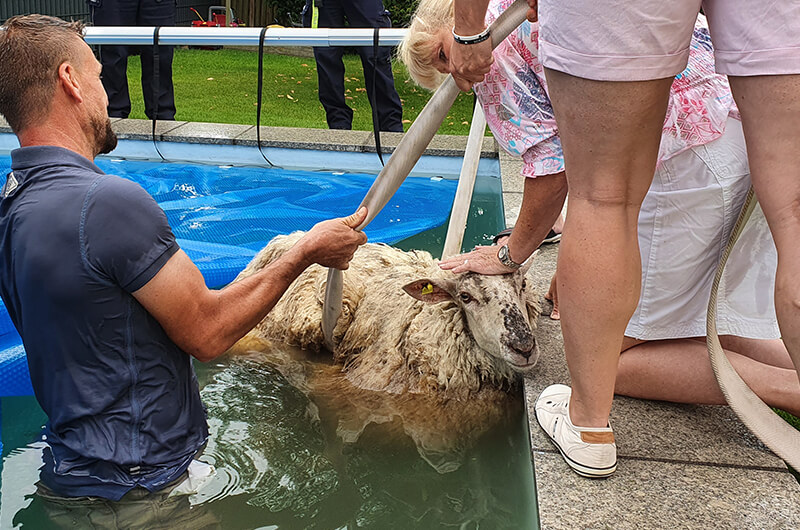 ez_0208_20_schaf_im_pool_0008_20200802_152742